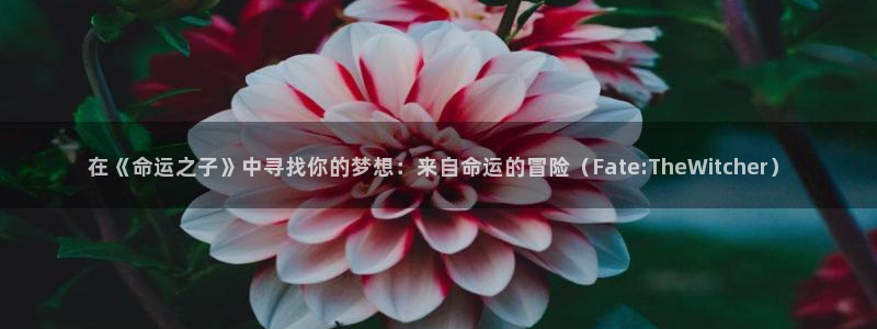 动漫之家被隐藏的漫画怎么看：在《命运之子》中寻找你的梦想：来自命运的冒险（Fate:TheWitcher）